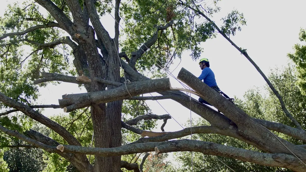 Professional Crown Thinning performed by certified arborists in Blawenburg